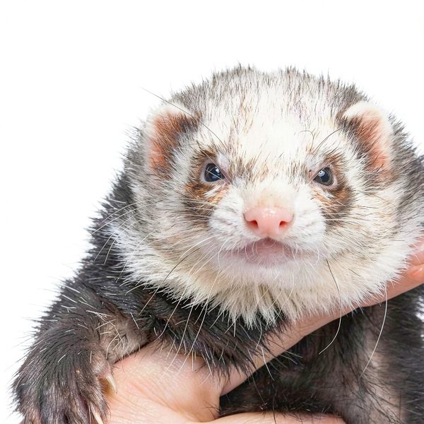 Advantage II Ferret Vet-Recommended Flea Treatment & Prevention | Ferret 1+ lbs. | 2-Month Supply-3