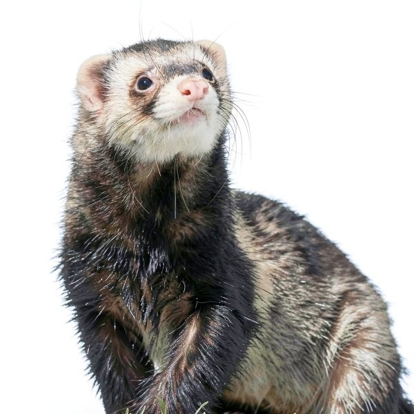 Advantage II Ferret Vet-Recommended Flea Treatment & Prevention | Ferret 1+ lbs. | 2-Month Supply-4