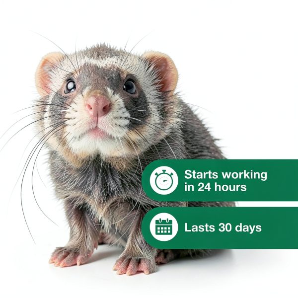 Advantage II Ferret Vet-Recommended Flea Treatment & Prevention | Ferret 1+ lbs. | 2-Month Supply-5